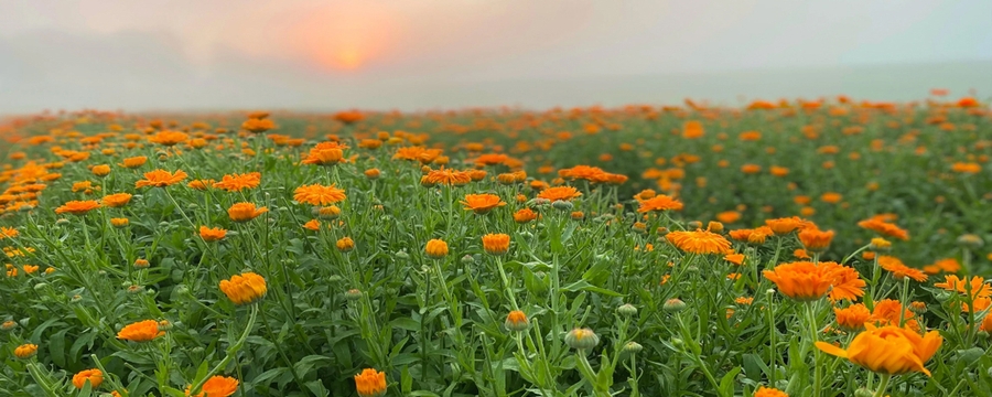 Fayoum Farm