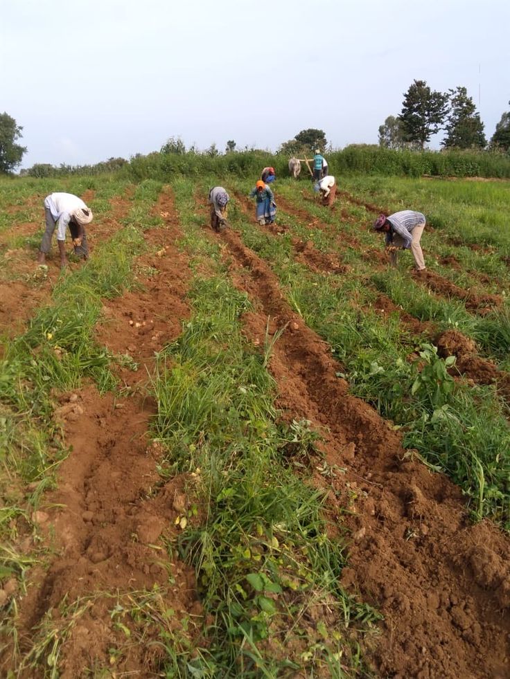 Organic Farming