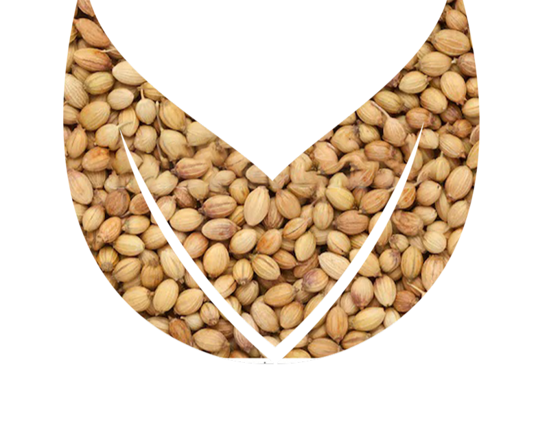 Coriander