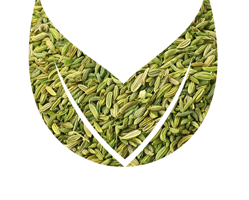 Fennel